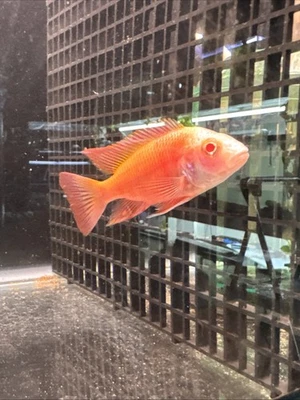 Rare Pink Albino Hybrid Male African Cichlid 3.5”-4.5” Stunner Show Male Breeder - Image 1 of 4