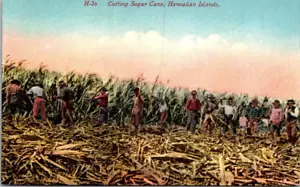 HAWAII - LOCALS CUTTING SUGAR CANE - OLD POSTCARD - Picture 1 of 2