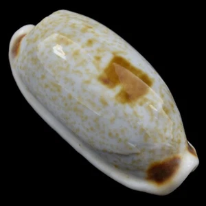 CYPRAEA (Erronea) CYLINDRICA (Olango Isl., Philippines) 24.8mm #44934 - Picture 1 of 4