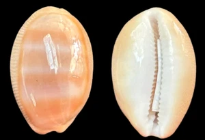 Cypraea Lyncina schilderorum (Iredale, 1939) 25,76 mm - Imagen 1 de 1