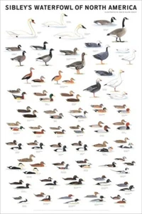 Sibley's Waterfowl of North America by David Allen Sibley Poster 24x36 Inches - Picture 1 of 1