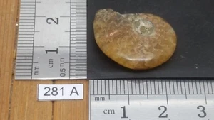 AMMONITE - fossile 400 millions d'années - mineraux lithotherapie collection - Picture 1 of 3