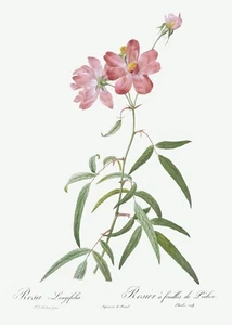 Peach Leafed Rose Les Roses by Pierre Joseph Redouté Print Repro - Picture 1 of 2