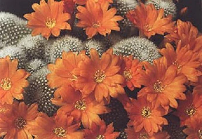 Rebutia Muscula exotic rare cactus globular flowering cacti seed semi 100 SEEDS - Image 1 of 1