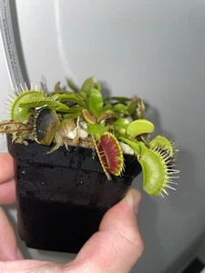 Dionaea muscipula “014 (Gold Cup)” - VENUS FLYTRAP - Picture 1 of 3