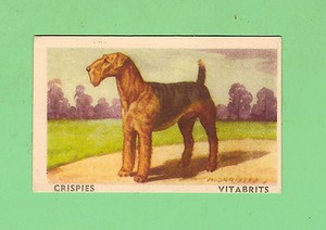 1949 FAVOURITE DOG CARD #24 - AIREDALE