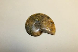 Fósil de amonita Madagascar 2,75" pulido AM5 - Imagen 1 de 4