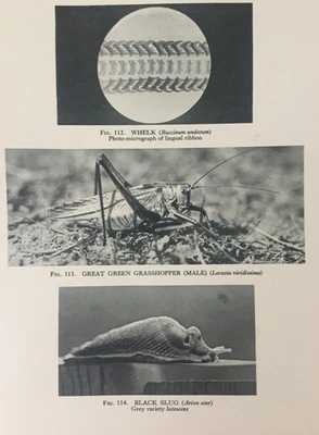 Antique 1931 Insect & Sea Life Print | Whelk, Grasshopper & Slug | Nature Night - Image 1 of 4
