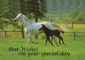 HORSE & FOAL CHARMING BIRTHDAY GREETINGS CARD - Bild 1 von 1