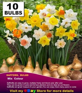 DAFFODIL (Narcissus) Most Popular MIX - 10x to 100x BULBS - Picture 1 of 5