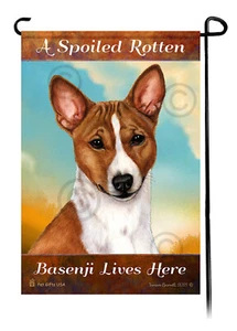 Ein verwöhnter fauler (rot-weiß) Basenji lebt hier - Bild 1 von 1