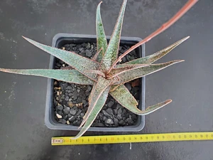 Aloe Cv Pastel ! - Imagen 1 de 2