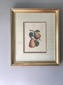 Souvenir Du Congress Pear  Madam Treyve Pear - Picture 1 of 7