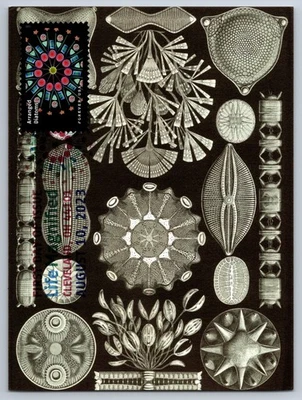 #5802e Life Magnified Arranged Diatoms FDC Maxi Card w/DCP Cancel - Image 1 of 2
