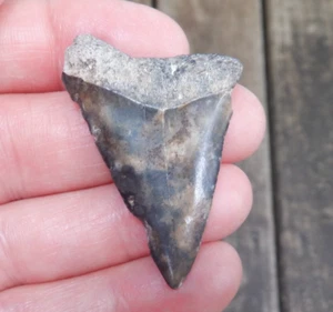 Wild Camo EXTINCT GREAT WHITE Hastalis Mako Fossil Shark Tooth SC megalodon m155 - Picture 1 of 4