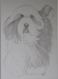 Bearded Collie. Original Drawing or Print - Picture 1 of 2