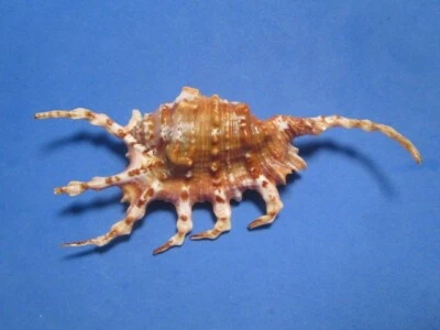 Lambis scorpius (Linnaeus,1758) "RUST" (133.9mm) - Image 1 of 4