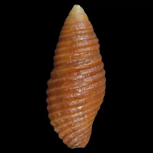 MITRA (Pseudonebularia) TABANULA (Mactan Isl., Philippines) 14.5mm #47658 - Picture 1 of 3