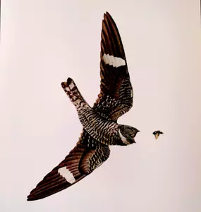 Placa de libro con impresión artística vintage J F Lansdowne Birds Common Nighthawk 35 - Imagen 1 de 3