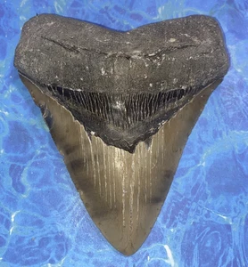 5 1/2 INCH REAL MEGALODON SHARK TOOTH WIDE BIG EXTINCT GENUINE NATURAL NICE MEG - Picture 1 of 8