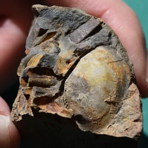 Tentaculites Fossil from Bolivia Devonian - Picture 1 of 14