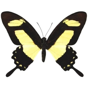 Papilio torquatus MALE black yellow swallowtail butterfly Peru UNMOUNTED - Picture 1 of 1