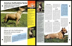 American Staffordshire Terrier - Routine Dogs Of The World Atlas Fact File Card - Picture 1 of 1
