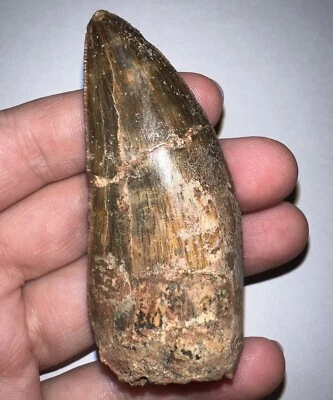HUGE CARCHARODONTOSAURUS CARCHARODONTOSAUR Fossil Dinosaur Tooth Just Under 3 IN - Image 1 of 4