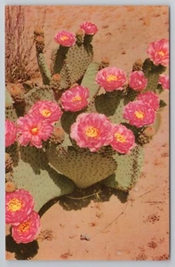 Postal de gasolina Beaver Tail Cactus Union Oil Company's Scenes of the West 76 - Imagen 1 de 2