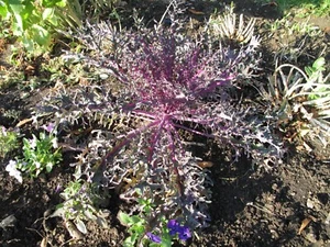 KALE SEED-Red Russian Kale- Leafy Red Greens, Great Flavour, Cold Tolerant - Picture 1 of 5
