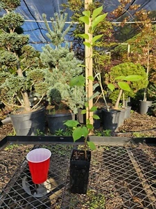 Japanese Cherry Tree Yoshino Cutting Grown Bonsai - Picture 1 of 1