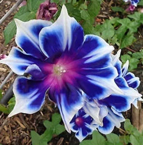 Garden Flowers 100 Blue White Morning Glory Seeds Ipomoea - Foto 1 di 1