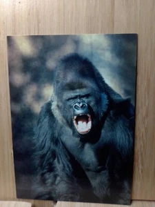 San Diego Zoo🏆LOWLAND GORILLA 1993 Cardz #21 Trading Card🏆FREE POST - Picture 1 of 2