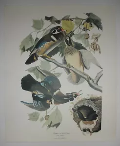 ""Pato de verano o madera"" de 'THE AUDUBON FOLIO' - calidad 14""x17"" impresión - Imagen 1 de 3