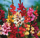 10 Ixia Flowers Corm Bulbs Summer Lilies Mixed Garden Perennial Plant ⭐️⭐️⭐️⭐️⭐️