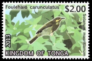 TONGA 1212 - Polinesio Wattled Honeyeater "Foulehaio carunculatus" (pb86251) - Imagen 1 de 1