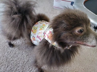 Arnés chaleco perro - Búhos coloridos - Talla S Foto 1 de 4