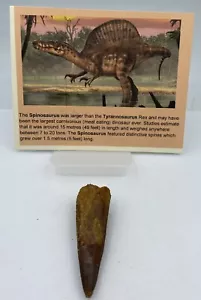 Spinosaurus Teeth Dinosaur F0SSIL Before T Rex Cretaceous J152 - Picture 1 of 2