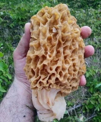 Mycélium de Morille Blonde Kit de culture spore de champignon 5 litres