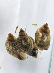 30+ Bladder Snails Physella acuta, Live Feeder Snails, Puffer Food, Algae Eater - Picture 1 of 8