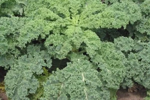 Col rizada enana siberiana - más de 25 semillas - ¡VEGETAL HEREDADO! B 073 - Imagen 1 de 1