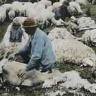 Shearing Sheep By Hand Ele Sci Unit Animals Shear Flock Farming Stereoview A263