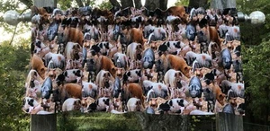 Country Pig Farm Valance Barnyard Hog Heaven Farmhouse Kitchen Window Curtain - Picture 1 of 10