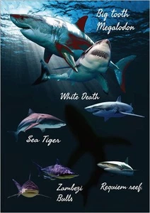 MEGALODON GREAT WHITE TIGER REEF AND BULL SHARK POSTER COOL COLOUR AND DETAILS - Bild 1 von 1