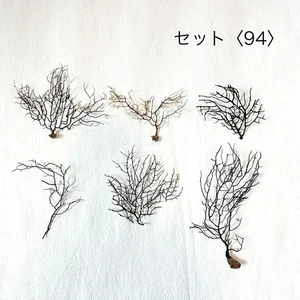 abanicos de mar 3 piezas de Japón naturalmente desgastados umiuchiwa nº94 - Imagen 1 de 4
