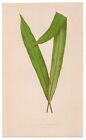 1859 Edward Lowe Fern Antique Botanical Print - Acrostichum Longifolium