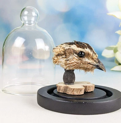 Крепление на голову перепела сохраненное таксидермия странности любопытство купол дисплей подарок декор - Изображение 1 из 4