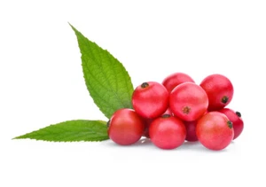 SAMEN Jamaika-Kirsche bekannt als ACEROLA Beere - dunkelgrüne, leicht behaarte - Bild 1 von 1