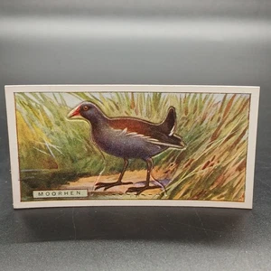 1920s Ogden's Birds Press-Outs MOORHEN Antique Tobacco Cigarette Card - Picture 1 of 2