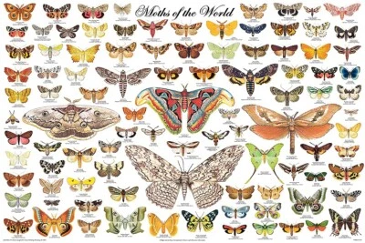 Poster Moths of the World Educational Classroom Chart - Image 1 of 2